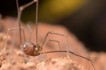 Media type: image;   Invertebrate Zoology 151614